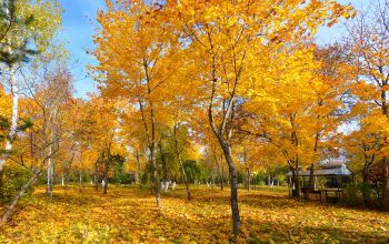Акварели Осень День Фруктовый сад Робинзон